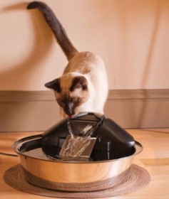 Cat Drinking from a Water Fountain