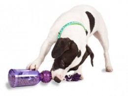 Dog Playing with Treat-Filled Toy Dog Playing with Treat-Filled Toy