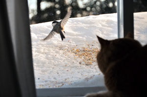 Cat Looking Out Window