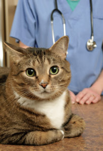 Cat Vet Visit Cat Vet Visit