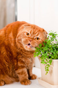 Cat Diet Cat Diet