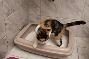 Toilet Training a Cat