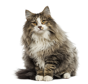 Norwegian Forest Cat Breed