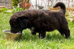 Puppy Eating