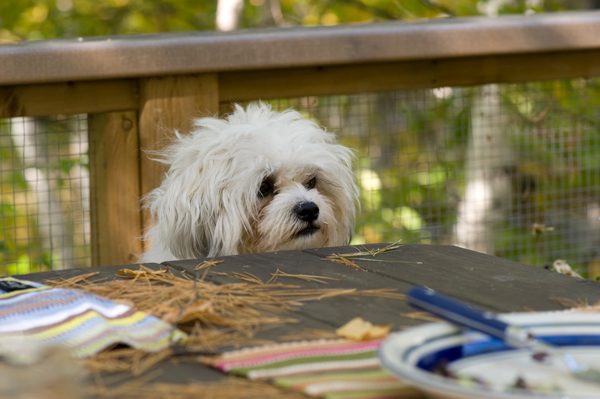 Dog at Table