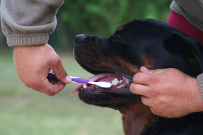 As with humans, proper dental care for dogs (and cats) begins with regular tooth brushing. © Dogs/Adobe Stock