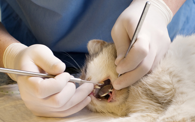 Teeth cleaning should always be performed by a veterinary professional. © Byelikova Oksana/Adobe Stock