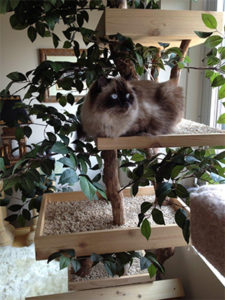 Pet Tree House