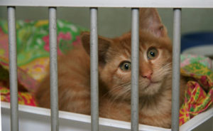 Shelter Cat Shelter Cat