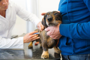 Veterinary Exams Veterinary Exams