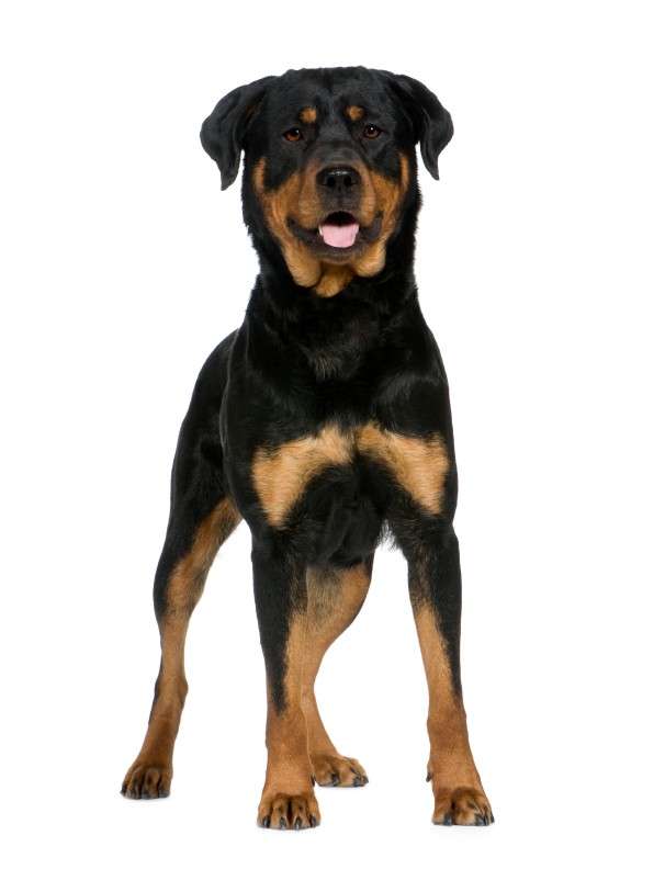 Myths About the Irish Setter and Other Breeds Animal Behavior