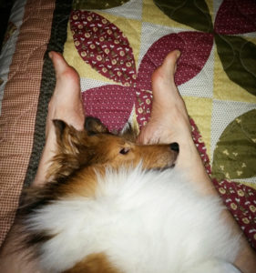 Dog Sleeping on Bed Dog Sleeping on Bed