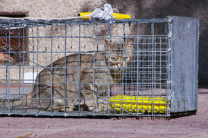 How to Capture a Stray Animal