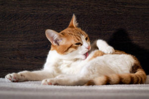 Excessive Grooming in Cats