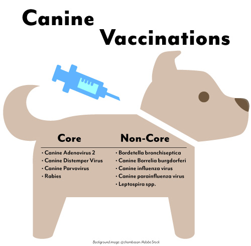 Dog Vaccinations