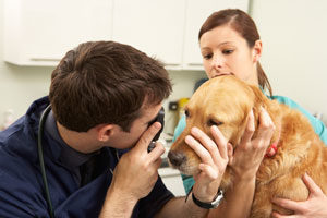 Veterinary Visit Veterinarian Checks a Dog's Eyes
