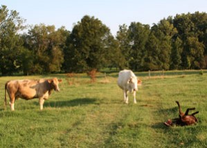 Dog Rolling in Cow Patties