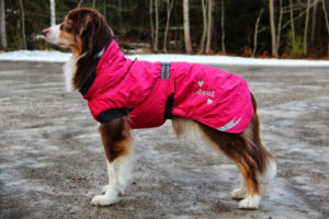 Winter Dog Parka