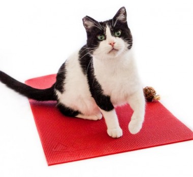 Yoga Cat Mat-1