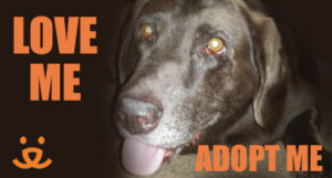 Save Them All - Pet Adoption Online