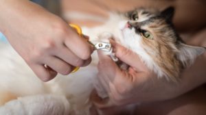 Cat Nail Trims