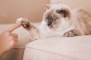 Become a Cat Trainer Cat Trainer