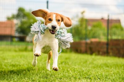 Training dogs at the ABC dog training school