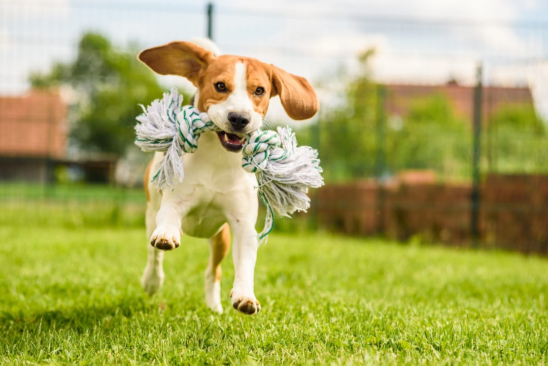 How to Chose A Dog Park Onleash, Offleash or None at All Animal Behavior College