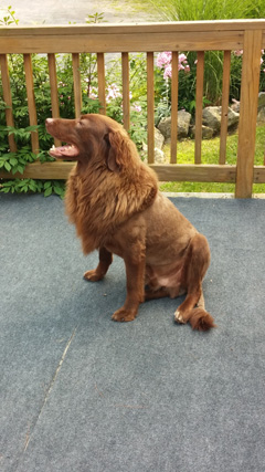Fozzie Dog Sitting