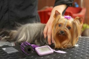 Become a Pet Groomer