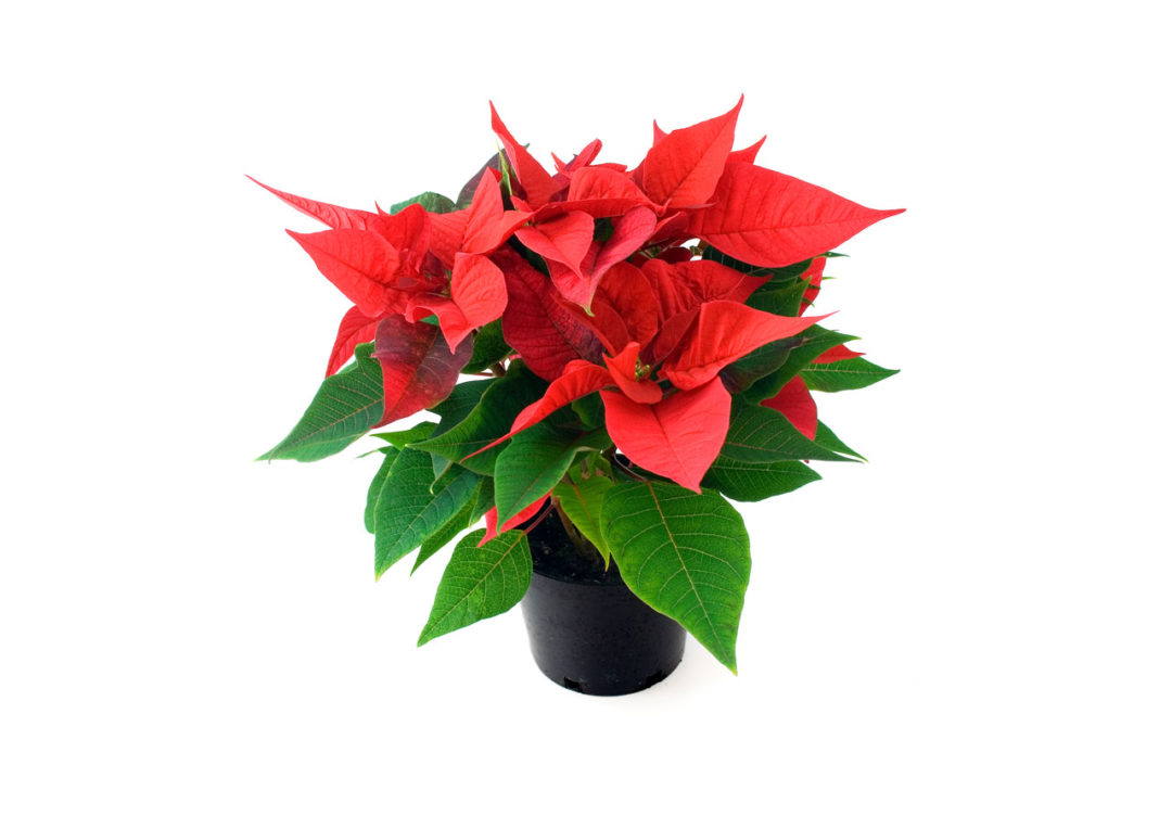 Dogs and Cats Can Be Poisoned in Injesting Poinsettias