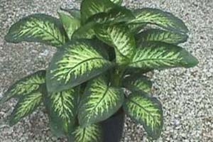 Poisonous Plants That Can Be Harmful for Pets