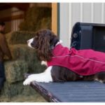 ruffwear k-9 overcoat