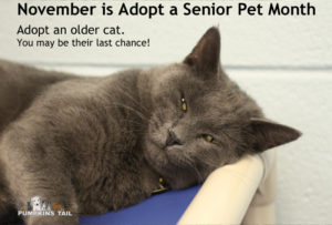 senior_pet_month