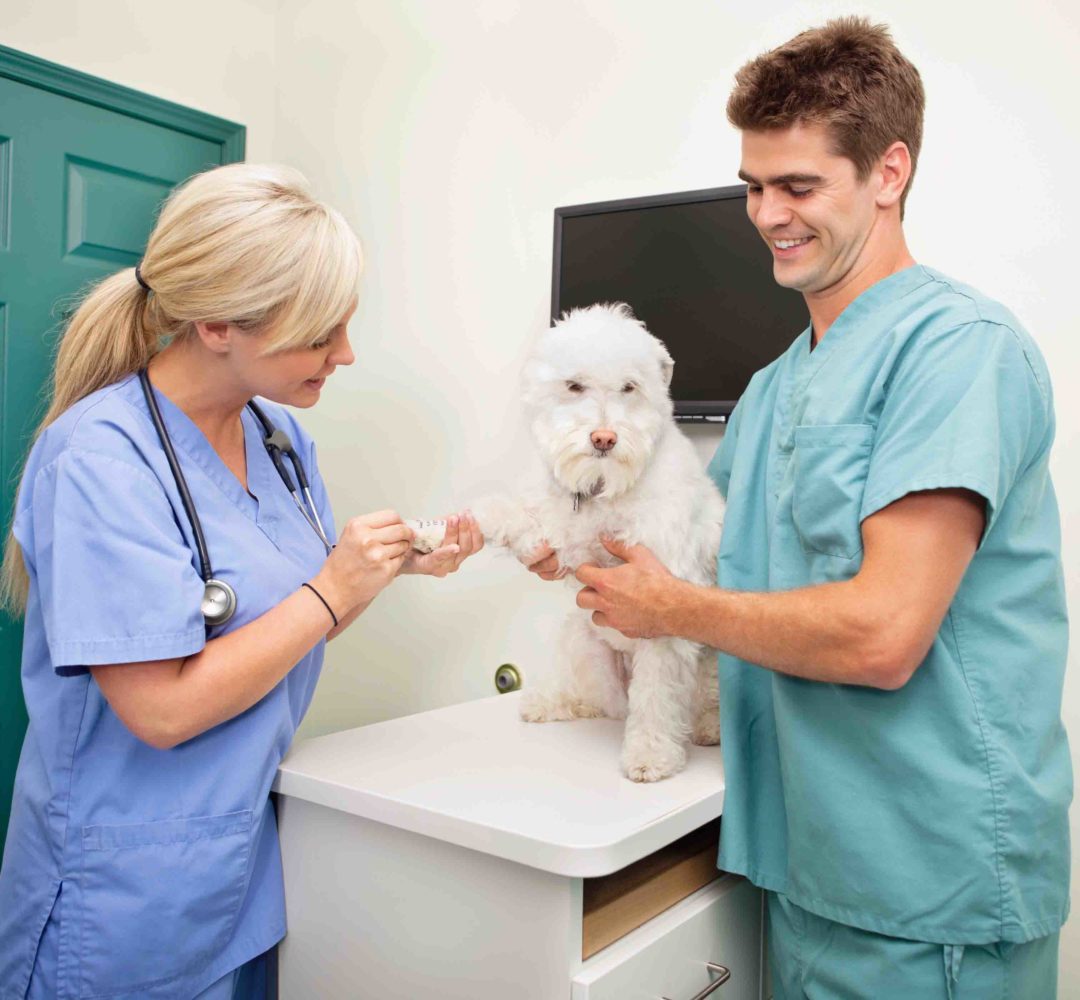 Veterinary care assistant jobs london