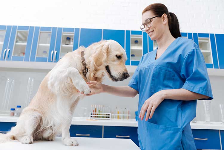 Jobs for veterinary assistant in canada