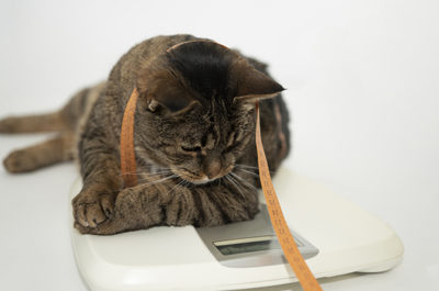 Cute cat dreams of becoming a vet assistant