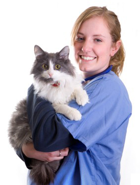 Female veterinary assistant holds a large gray and white cat.jpg