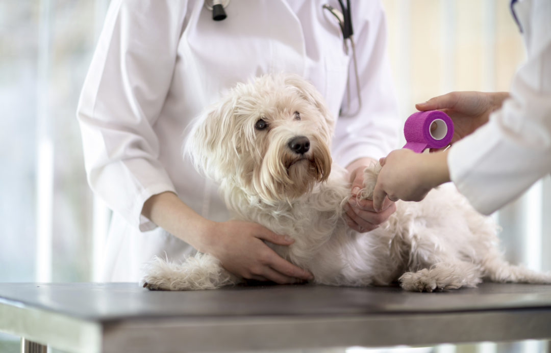 The Benefits Associated With a Veterinary Assistant in 2020