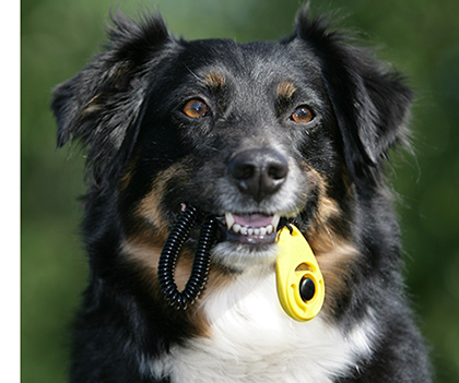 Add Dog Trainers Near Me to Speed Dial! - Animal Behavior College