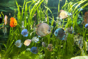 Aquarium Plants for Beginning Aquarists