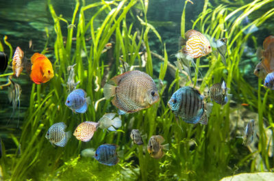 Aquarium Plants for Beginning Aquarists