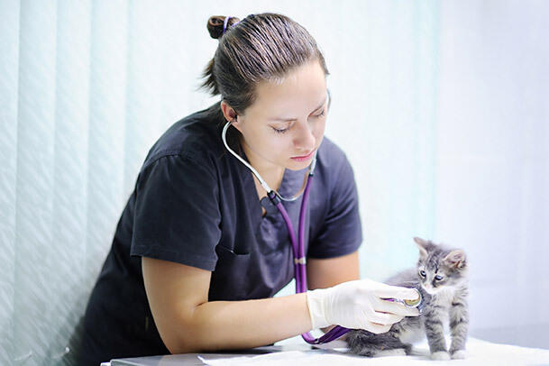 Should I Take My Cat the Vet Every Year?