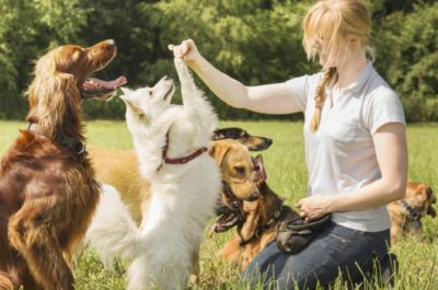 How to Choose a Certified Dog Trainer