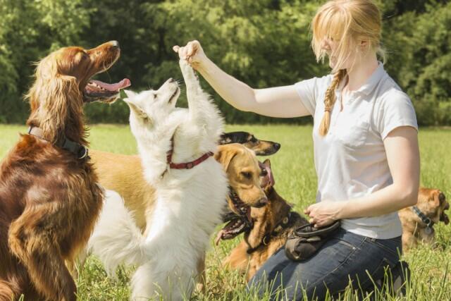 what is the difference between a dog trainer and a behaviorist