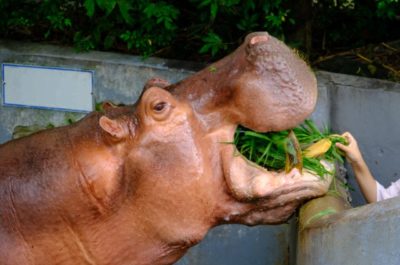 A Zookeeper Assistant Does It All!