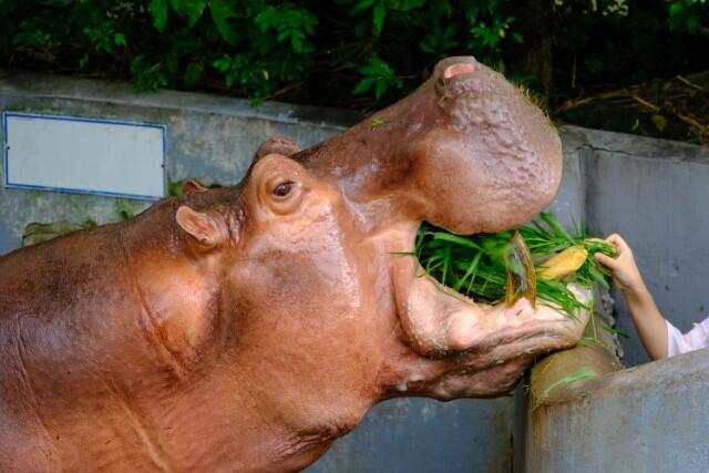 A Zookeeper Assistant Does It All!