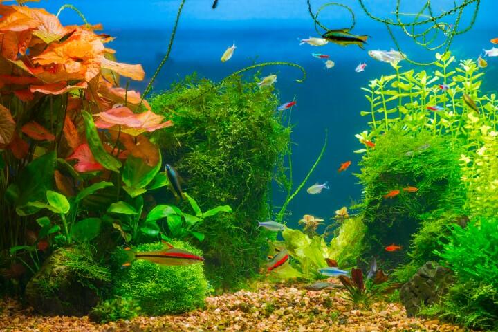 Reap the Rewards of a Perfectly Pristine Aquarium