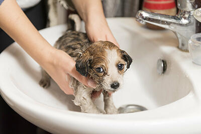 A small puppy is being bathed in a bathroom sink