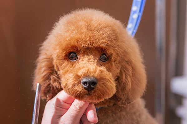 A goldendoodle puppy is being groomed for the first time